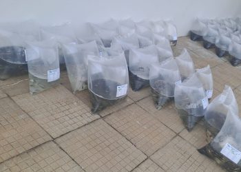 Entrega de alevinos em Machadinho: mais de 11 mil peixes são distribuídos para produtores