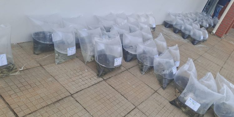 Entrega de alevinos em Machadinho: mais de 11 mil peixes são distribuídos para produtores