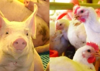 Resistência aos antimicrobianos é tema de fórum em Brasília