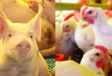 Resistência aos antimicrobianos é tema de fórum em Brasília