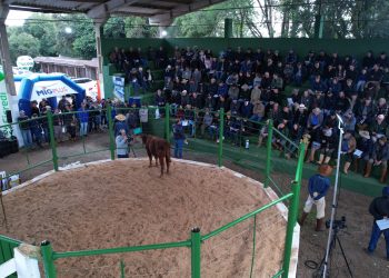 Machadinho realiza com sucesso a XXXI Feira de Terneiros e o XIV Remate de Gado Geral