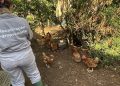 Brasil notifica erradicação do foco de gripe aviária no RS à OMSA