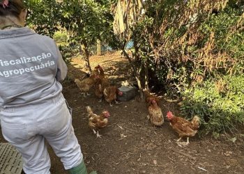 Brasil notifica erradicação do foco de gripe aviária no RS à OMSA