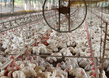 Gripe aviária em granja comercial de Tocantins é descartada pelo Mapa