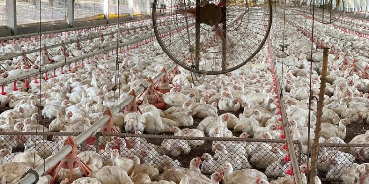 Gripe aviária em granja comercial de Tocantins é descartada pelo Mapa