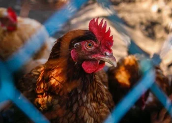 Preço do frango vivo atinge maior patamar em quase quatro anos