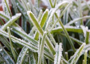 Frio intenso provoca geada, e temperaturas podem ficar negativas