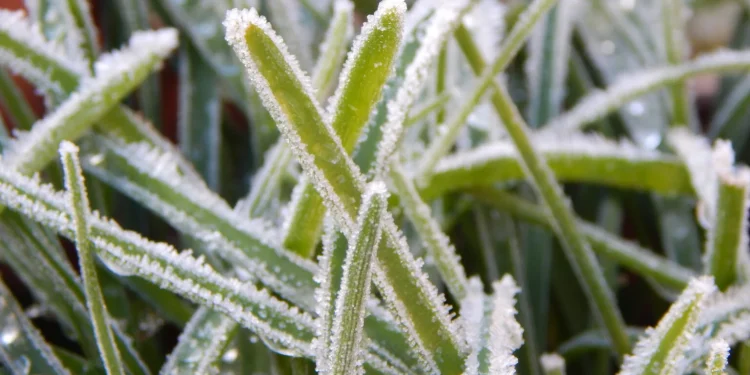 Frio intenso provoca geada, e temperaturas podem ficar negativas