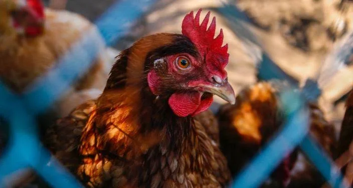 Preço do frango vivo atinge maior patamar em quase quatro anos