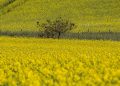 Canola é destaque da safra de inverno no Rio Grande do Sul