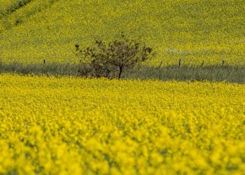 Canola é destaque da safra de inverno no Rio Grande do Sul