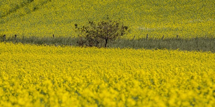 Canola é destaque da safra de inverno no Rio Grande do Sul