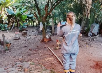 Quarentena da gripe aviária chega ao fim no Estado após ações rigorosas e sistemáticas da defesa sanitária animal