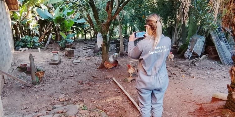 Quarentena da gripe aviária chega ao fim no Estado após ações rigorosas e sistemáticas da defesa sanitária animal