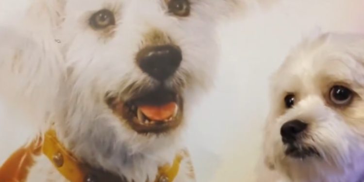 Ator de Superman brinca com cachorro durante lançamento do filme no Rio