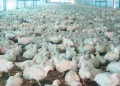 Brasil não tem mais casos suspeitos de gripe aviária em granja comercial