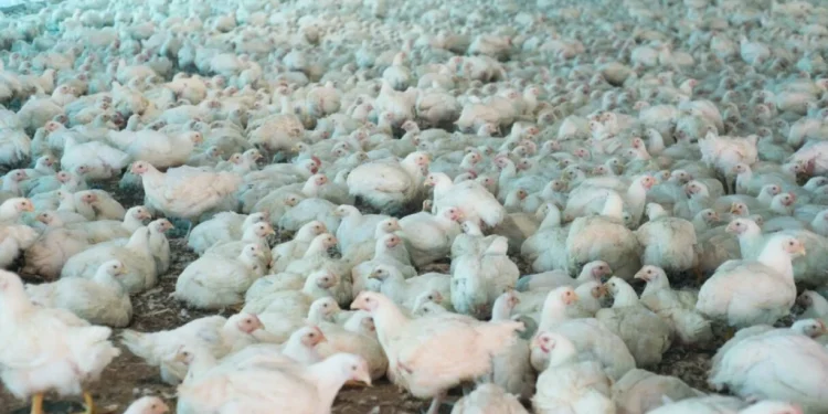 Brasil não tem mais casos suspeitos de gripe aviária em granja comercial