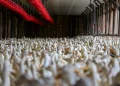 Gripe aviária: México reduz ao RS restrições à carne de frango brasileira