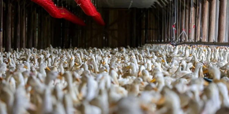 Gripe aviária: México reduz ao RS restrições à carne de frango brasileira