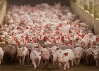 Colostro garante imunidade e sobrevivência dos leitões no inverno