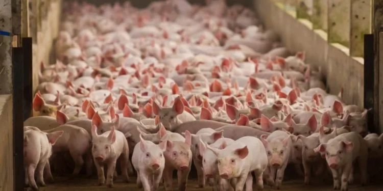 Colostro garante imunidade e sobrevivência dos leitões no inverno