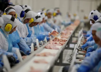 Gripe aviária: países retomam importação de frango brasileiro