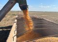 Conab: previsão da safra 2024/25 indica produção recorde de 336,05 milhões de t