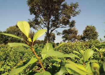 Erva-mate gaúcha é certificada como produto de origem reconhecida