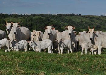 Exportações sustentam preços do boi gordo em mercado de valorização contida