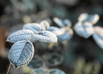 Geada negra ameaça lavouras no Sul em meio a frio intenso