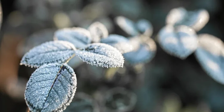 Geada negra ameaça lavouras no Sul em meio a frio intenso