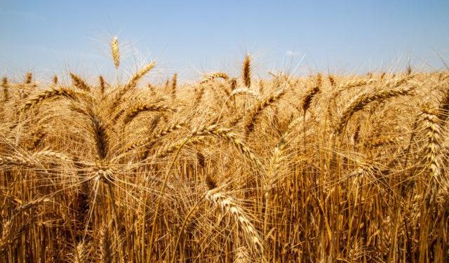 Trigo: avanço na colheita aumenta estoque e enfraquece a demanda