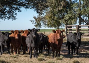Controle do carrapato bovino deve considerar características da propriedade e do ambiente