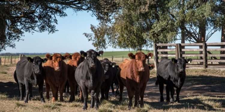 Controle do carrapato bovino deve considerar características da propriedade e do ambiente