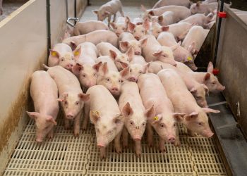 Suinocultura brasileira: desafios e oportunidades do setor