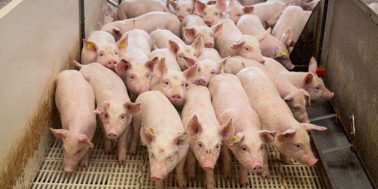 Suinocultura brasileira: desafios e oportunidades do setor