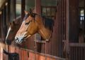 Mapa confirma 222 mortes de cavalos por ração contaminada e amplia investigações