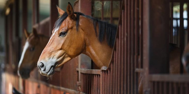 Mapa confirma 222 mortes de cavalos por ração contaminada e amplia investigações