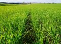 Plantio do trigo no RS chega a 92% da área projetada para esta safra