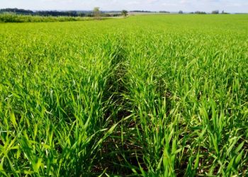 Plantio do trigo no RS chega a 92% da área projetada para esta safra