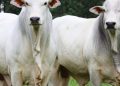 Brasil corre contra o tempo para negociações de tarifas dos EUA