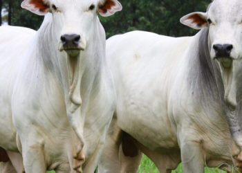 Brasil corre contra o tempo para negociações de tarifas dos EUA