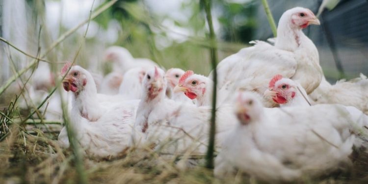 Gripe aviária: Rio Grande do Sul encerra estado de emergência sanitária