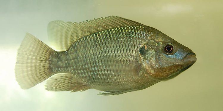 Indústria do pescado solicita crédito emergencial para mitigar efeitos do tarifaço