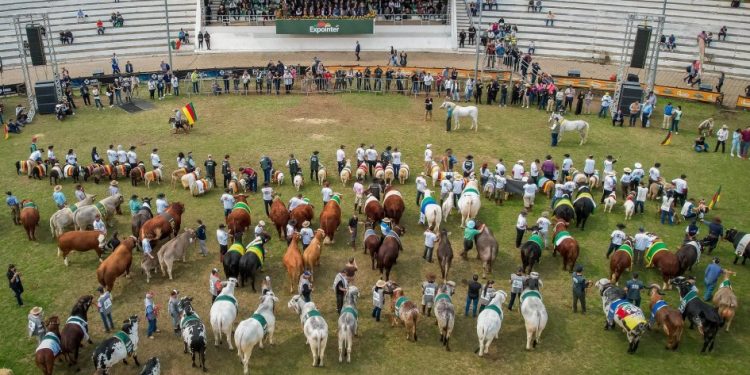 Expointer 2025 tem aumento de 47,69% na inscrição de animais de argola