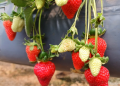 Frutícolas no Rio Grande do Sul apresentam bom desenvolvimento