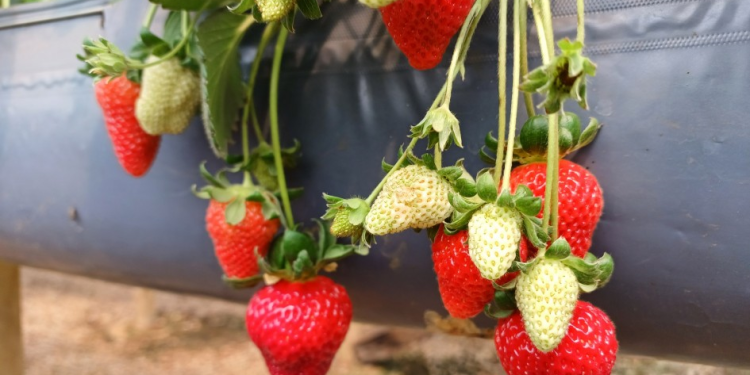 Frutícolas no Rio Grande do Sul apresentam bom desenvolvimento