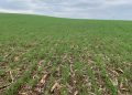 Condições climáticas favorecem lavouras de trigo no Rio Grande do Sul