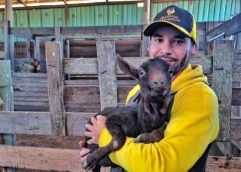 Caprina leiteira da raça espanhola Murciana estreia na Expointer