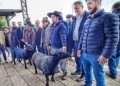 Ovinos da raça Texel são os primeiros a chegar à Expointer